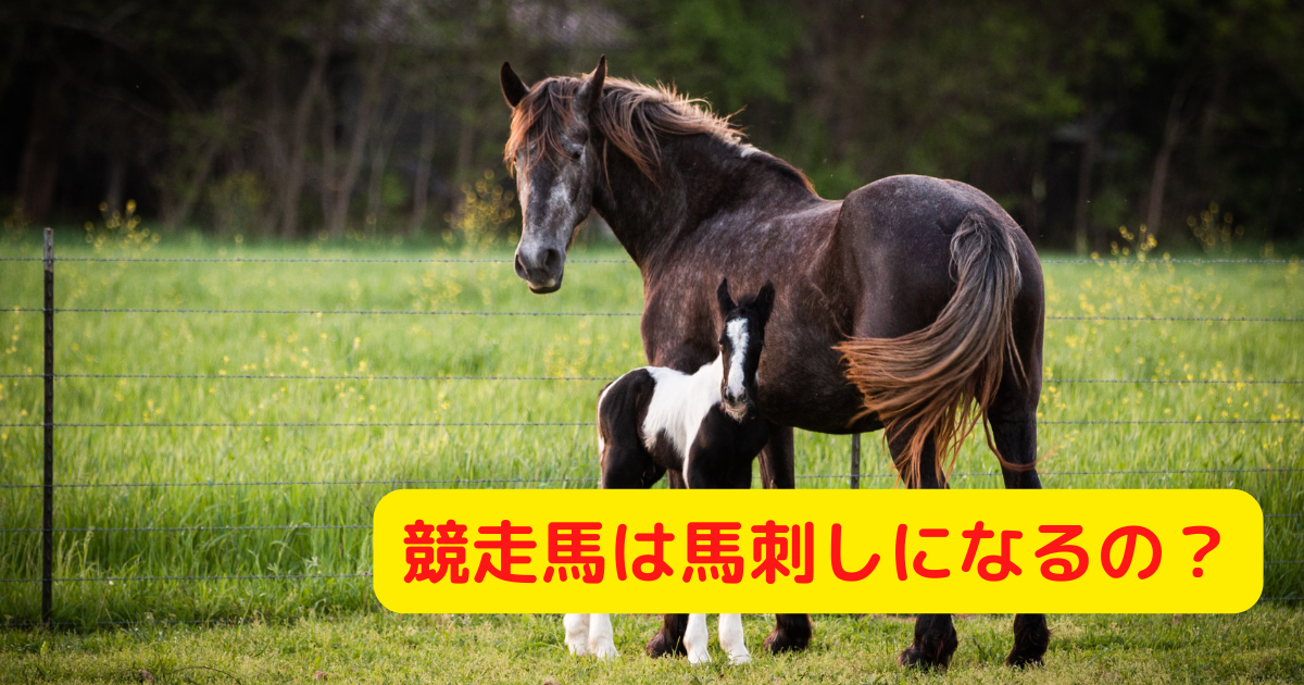 競走馬は馬刺しになるって本当 噂で耳にする競走馬の引退について調べてみた 追神ブログ